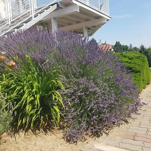 בית הארחה Szivarvany Vendeghaz Badacsony *